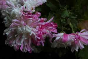 CHRYSANTHEMUM-24 (9)
